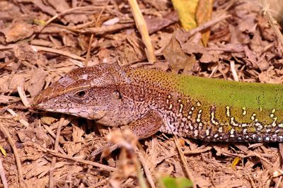 Close-up of lizard on field