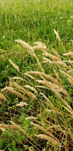 Close-up of crops growing on field