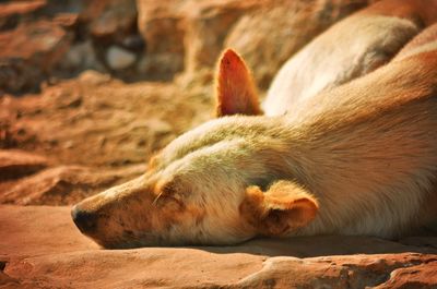 Close-up of cat lying down