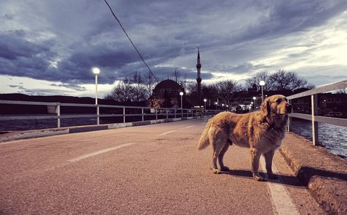 Dog standing on road against sky