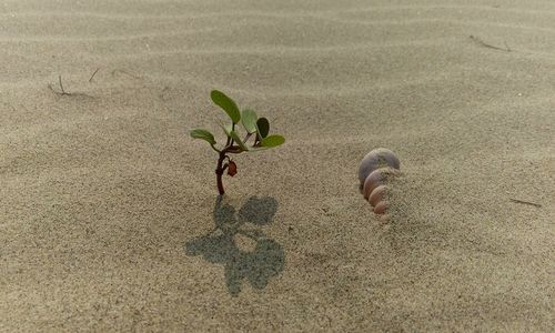 Close-up of plant on sand