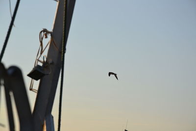 Low angle view of bird flying in sky