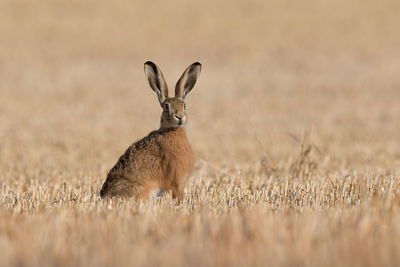 An european hare in a harvested field 