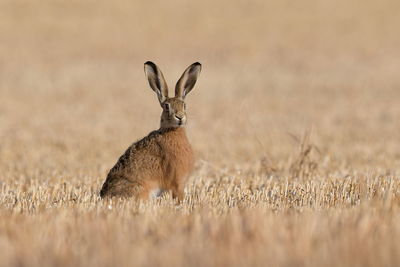 Close-up of rabbit on field