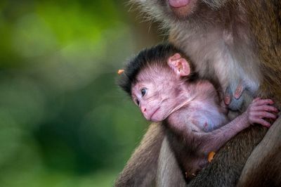 Portrait of a monkey