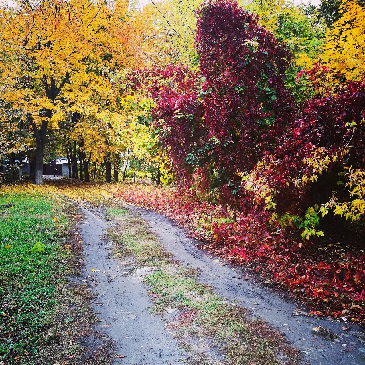 autumn, change, tree, leaf, nature, beauty in nature, tranquil scene, tranquility, scenics, day, no people, outdoors, road, growth, the way forward, landscape, multi colored, grass