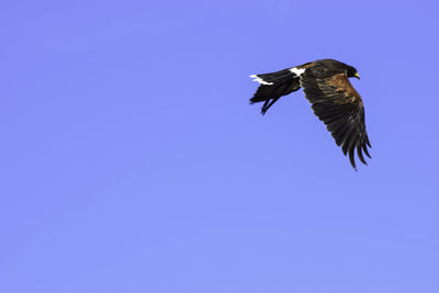 Low angle view of eagle flying in sky