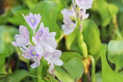 Close-up of purple flowering plant