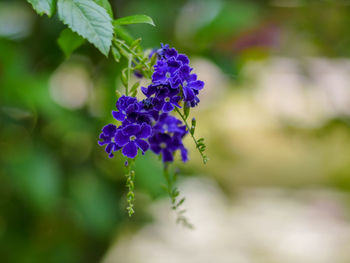 Close-up of purple flowering plant