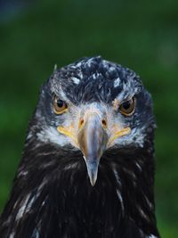 Close-up of eagle