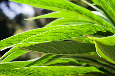 Close-up of green leaves