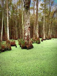 Trees growing in forest