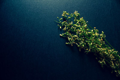 High angle view of plant on table against black background