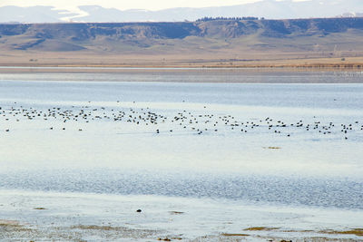 Flock of birds on land