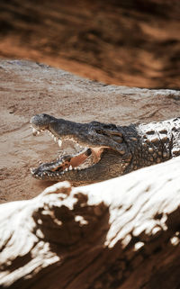 Close-up of crocodile on rock