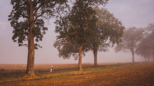 Trees on field against sky