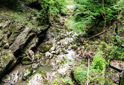 Trees growing by river in forest