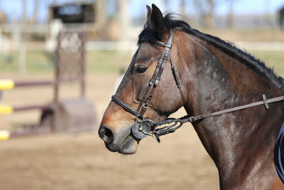 Close-up of a horse on the land