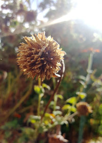 Close-up of flower against blurred background