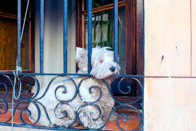 Dog seen through window