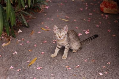 High angle view of cat lying on leaves
