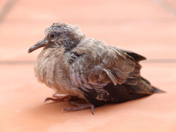 Close-up of bird on footpath