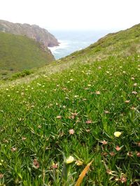 Scenic view of field by sea against sky