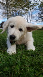 Close-up of dog on grass