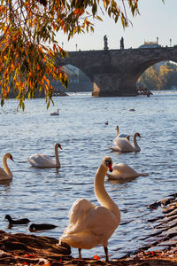 Swans swimming in lake with bridge
