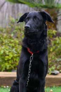 Details of black labrador dog