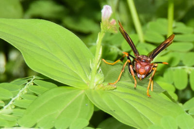 Close-up of insect on plant