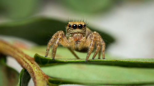 Close-up of spider