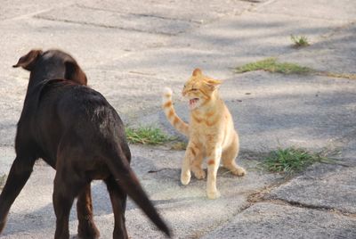 View of two dogs on floor