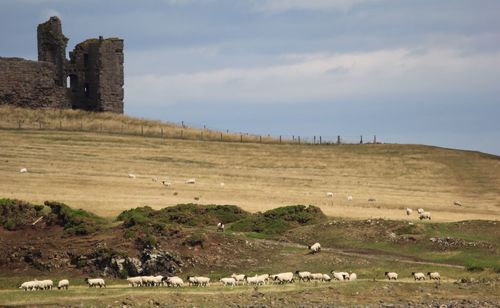 Sheep grazing on landscape against sky