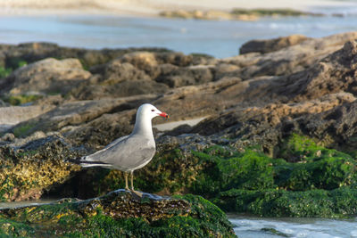 Seagull perching on rock