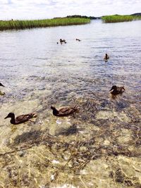 High angle view of birds in lake