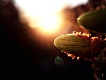 Close-up of flower against blurred background