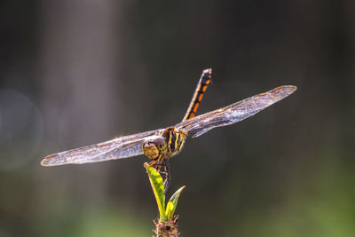 Close-up of dragonfly on twig