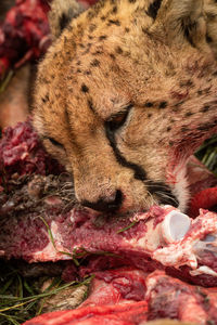 Close-up of cheetah gnawing on bloody bone