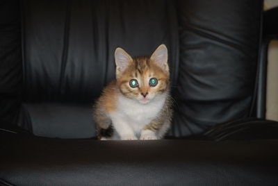 Portrait of cat sitting on floor