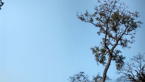 Low angle view of tree against clear blue sky