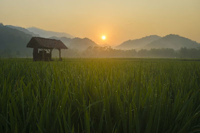 Scenic view of field against sky during sunset