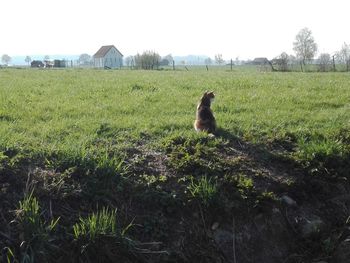 View of a horse on field