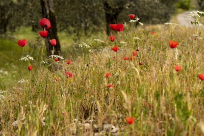 Red poppy flowers on field