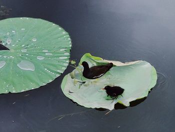 High angle view of leaves floating on water