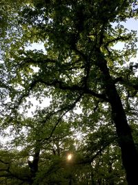 Low angle view of trees against sky