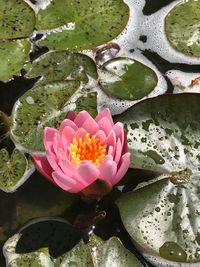 Close-up of pink lotus water lily