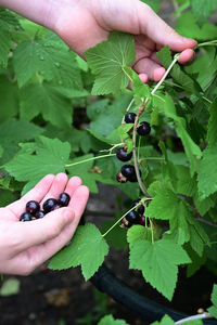 Cropped hand holding fruit
