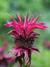 Close-up of pink flowering plant