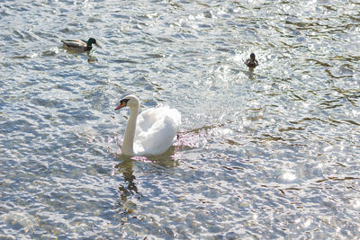 Swans swimming in lake